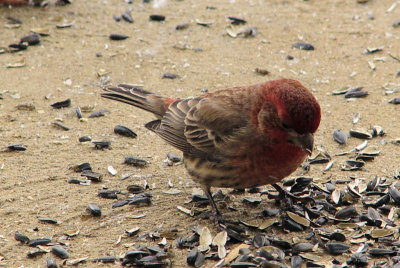 housefinch.jpg