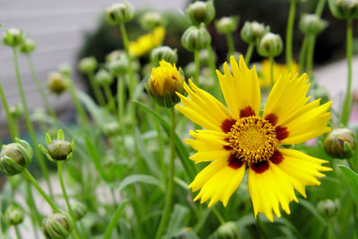 coreopsis.jpg