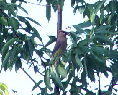 waxwing.jpg