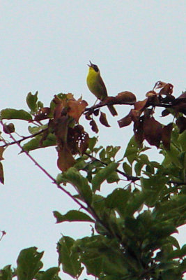 yellowthroat.jpg