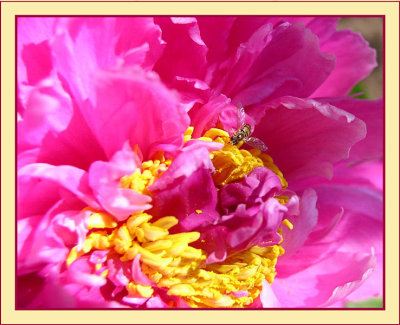 YellowBeeCrop.jpg