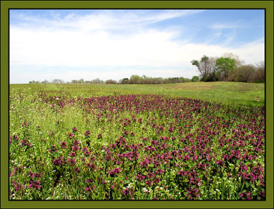 Field.jpg