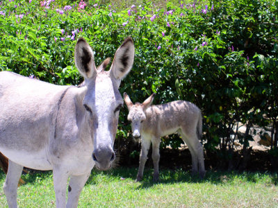 Lots of donkeys on St. John. I was lucky enough to catch a mother and child wandering around together one afternoon.