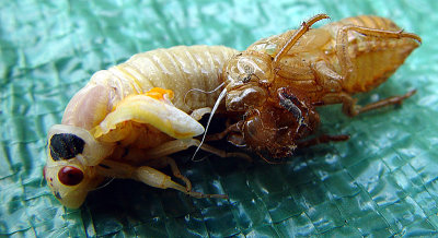 cicadas