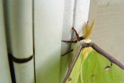 moth1.jpg