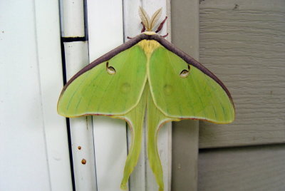 moth2.jpg