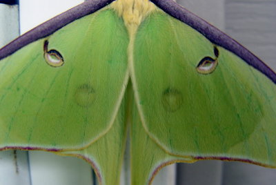 moth3.jpg