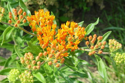 Butterfly Weed 2006