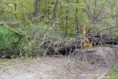 Tree2.jpg