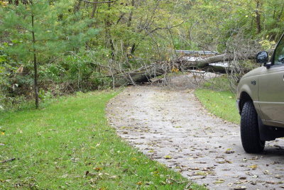 Tree5.jpg