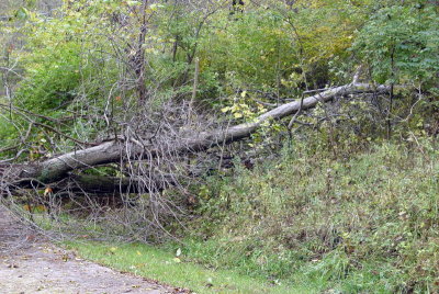Tree7.jpg