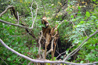 DSC04850800.jpg