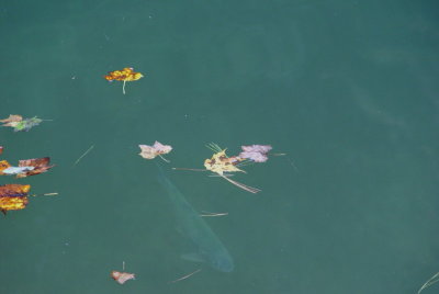 SpeckledFish.jpg
