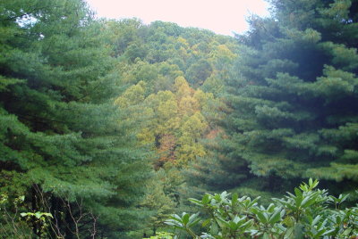 ViewFromCabin).jpg