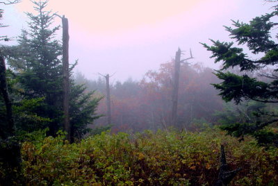 balsam2.jpg