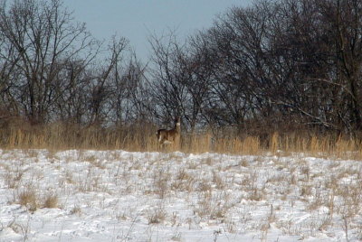 My Friend in the Field