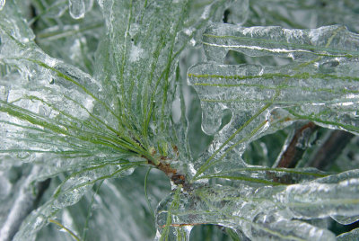 Ice-encased Pine