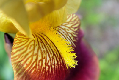 iris2.jpg