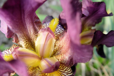 iris3.jpg