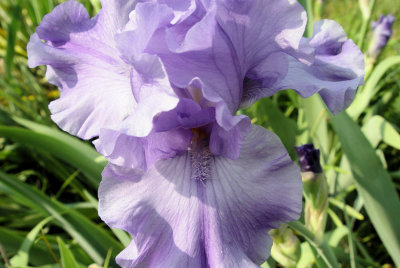 iris4.jpg