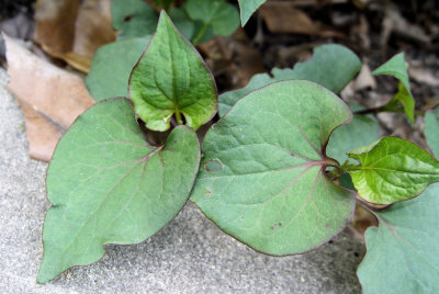 Mystery Ground Cover