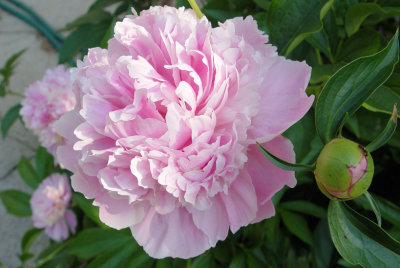 Peony