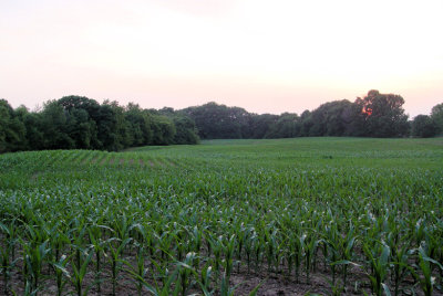 Sunset over Cornfield