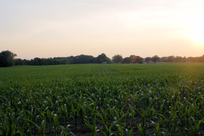 ...and Another Sunset over Cornfield