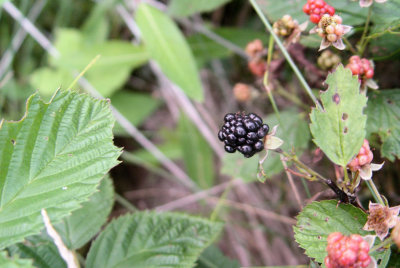 Ripe