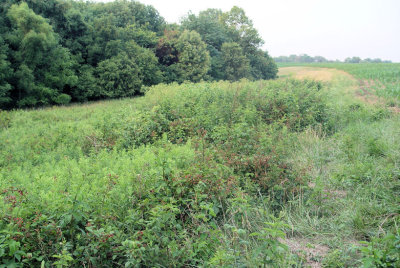 Blackberry Fields Forever