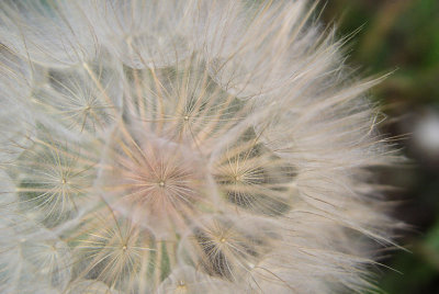 Dandelion on Steroids