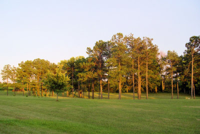 Late Day Pines