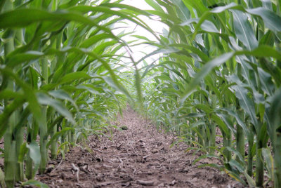 Corn Tunnel