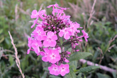Another Unidentified Flower
