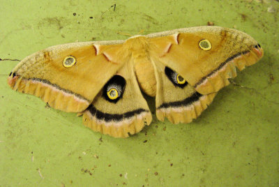 hairymoth.jpg