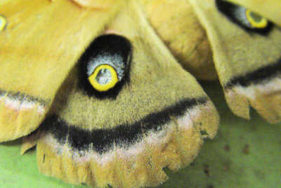 mothclose.jpg