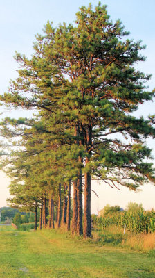 talltrees.jpg
