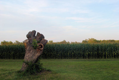 twistedtree.jpg