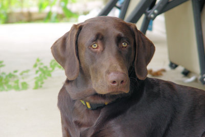 Chocolate Lab