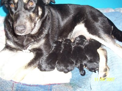 pups.jpg