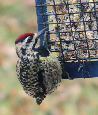 sapsucker2.jpg