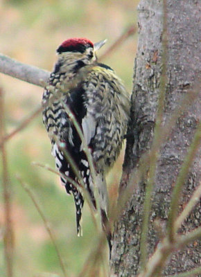 sapsucker3.jpg