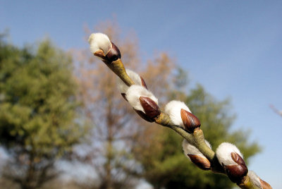 Something Akin to Pussy Willow?