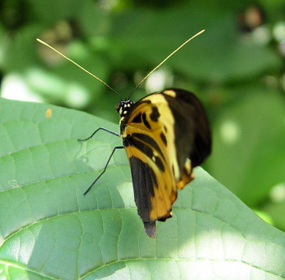 bfly14.jpg