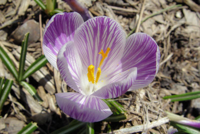Crocus in Bloom