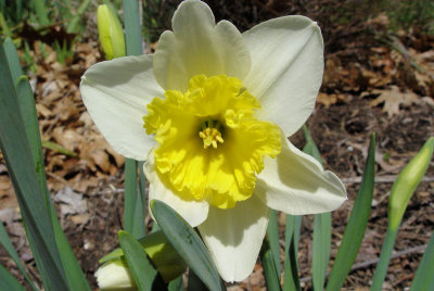 Daffodil