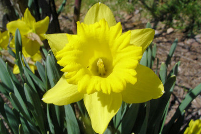 Daffodil