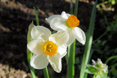 Some kind of Daffodil?