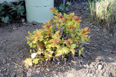 Cute Spirea