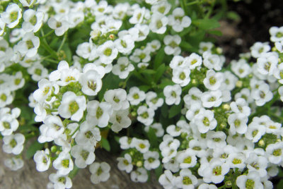 Alyssum